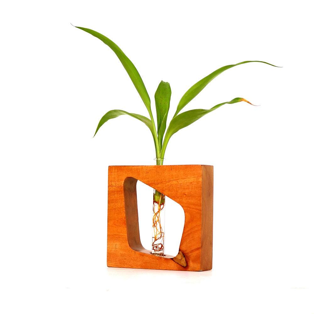 Square wooden test tube planter - Orbiz Creativez