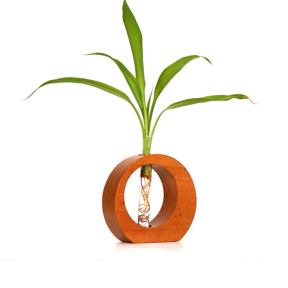 Circle Shape Wooden Test  Tube Planter - Orbiz Creativez