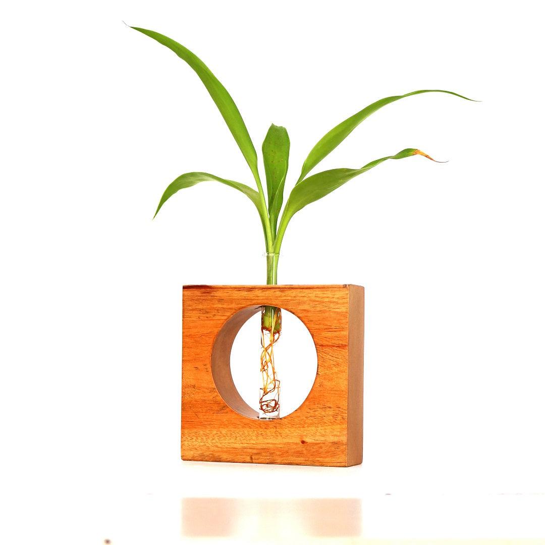 Hydroponics Test Tube Planter - Orbiz Creativez
