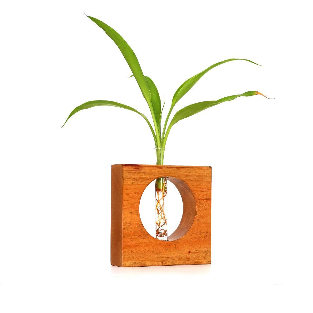 Hydroponics Test Tube Planter - Orbiz Creativez